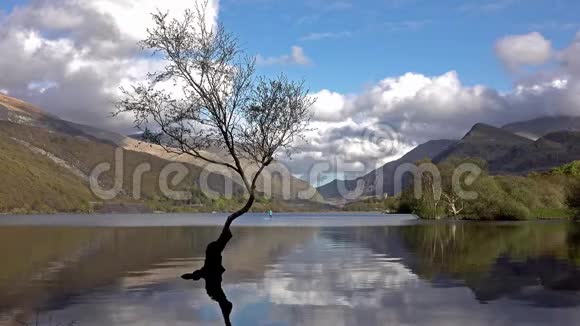 孤独的树背景是直立的划手视频的预览图