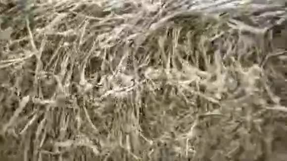 雪中干草的特写录像压缩的混乱的干草覆盖着小雪在冬天喂养牲畜视频的预览图