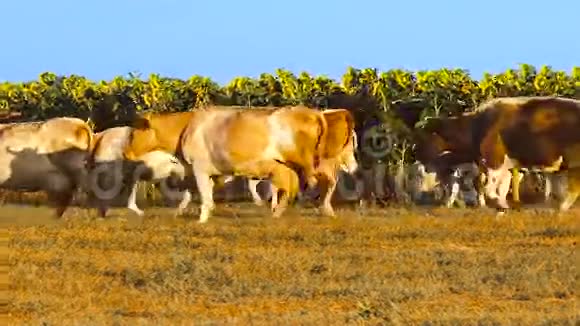 有向日葵的母牛视频的预览图