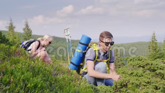 几个游客聚集在山上的野生蓝莓浆果活跃的生活方式野生植物视频的预览图