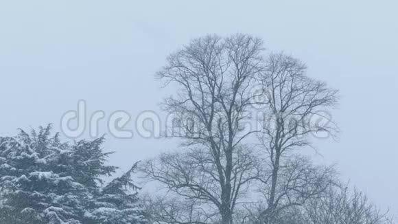 在多云的冬日树木上下雪视频的预览图