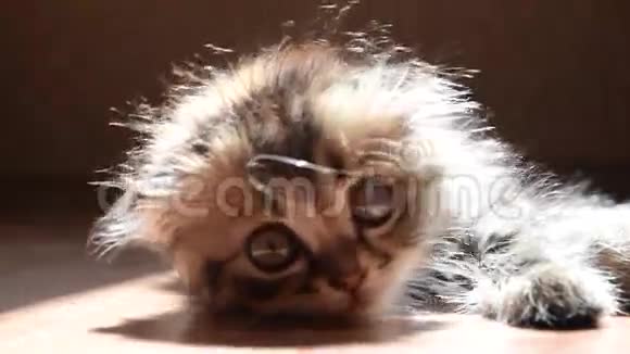 可爱的毛茸茸的小猫视频的预览图