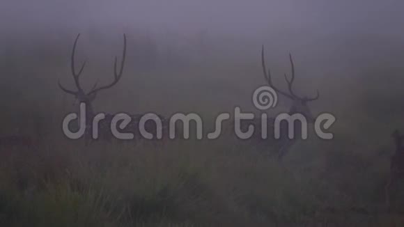 赤塔或赤塔轴也被称为赤湾国家雾状早晨自然中的斑点鹿或轴鹿视频的预览图