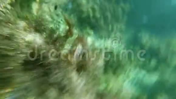 海中鱼水母和藻类在水下潜泳视频的预览图