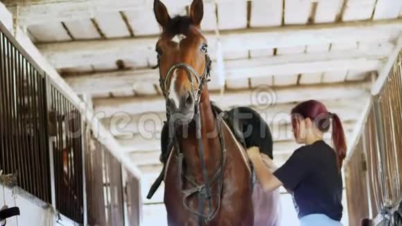 马稳稳稳一个女骑手在一匹棕色的年轻英俊的马背上给一个马鞍和一个骑马的马鞍做后盾视频的预览图