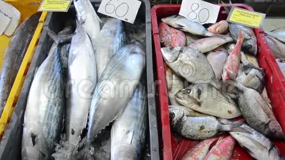 冰鲜海鱼上市销售海鲜卖鱼和海鲜的鱼贩鱼贩卖新鲜鱼展览Gi视频的预览图