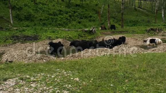 一群麝香牛在浇水处视频的预览图