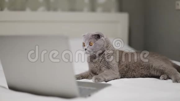 苏格兰折叠猫正在笔记本电脑上看电影视频的预览图