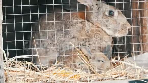 小刚出生的兔子和妈妈一起在笼子里跑着吃东西视频的预览图