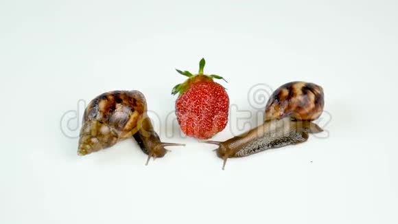 两只阿哈提纳蜗牛在白色背景下的新鲜草莓浆果附近爬行视频的预览图