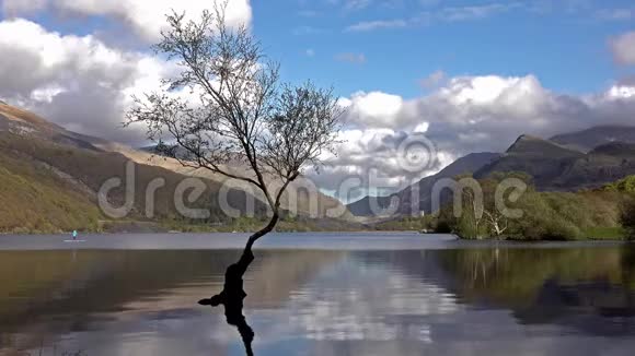 孤独的树背景是直立的划手视频的预览图