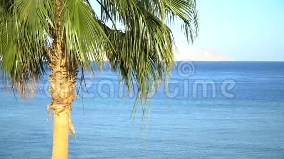 热带海岛度假田园背景阳光灿烂的海滨沙滩和棕榈树蓝天视频的预览图