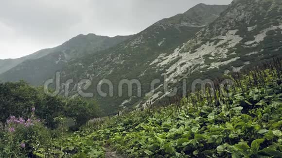 山在雨雾中雨滴滴滴潮湿寒冷的山地大气雾中树木繁茂的山丘视频的预览图