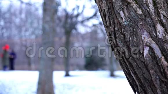 冬林树干树皮的构造视频的预览图