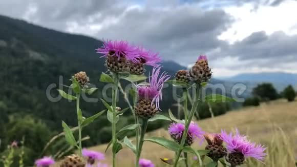 山景背景上的粉红色野花视频的预览图