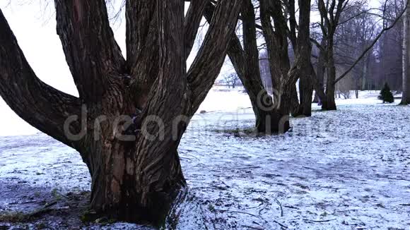 一对情侣在冬天的公园里裸树干间散步视频的预览图