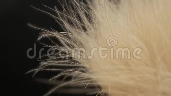 白色绒毛空气中的尘埃漩涡视频的预览图