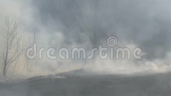 森林火灾后的白天大火烧过大面积的大自然后浓烟滚滚烟雾缭绕的树木视频的预览图