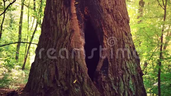 树上的一个洞形状为雌性生殖器官树干中的一个大空心视频的预览图