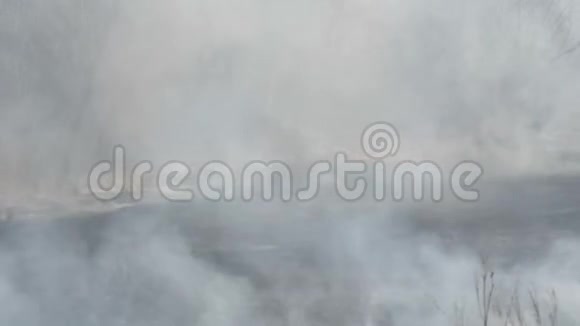 森林火灾后的白天大火烧过大面积的大自然后浓烟滚滚烟雾缭绕的树木视频的预览图