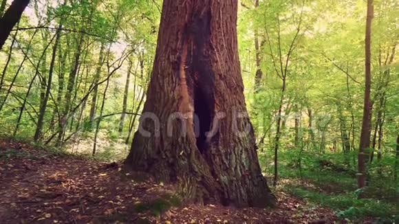 树上的一个洞形状为雌性生殖器官树干中的一个大空心视频的预览图