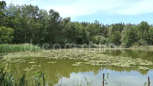 湖名Trintsee在德国哈弗兰夏天的风景芦苇和森林环绕视频的预览图