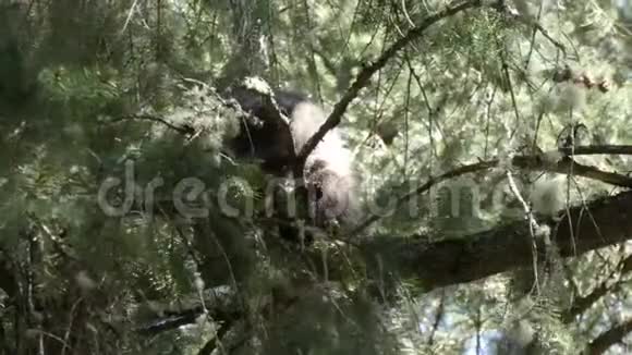 一只小浣熊栖息在松树上俯视视频的预览图