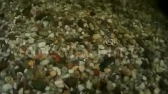 中国鲤鱼锦鲤绕着镜头游来游去POV视频的预览图