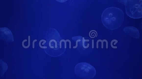 水母水母水母视频的预览图