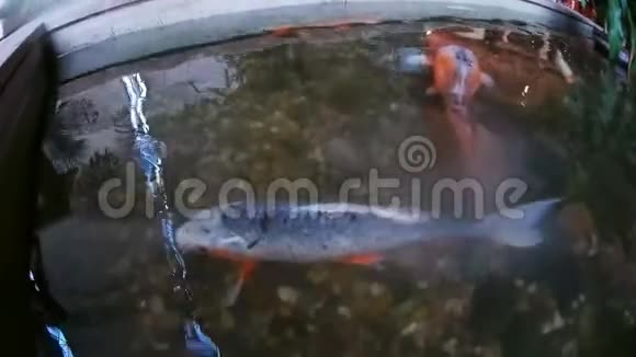 鲤鱼锦鲤试图吞下相机POV公司视频的预览图