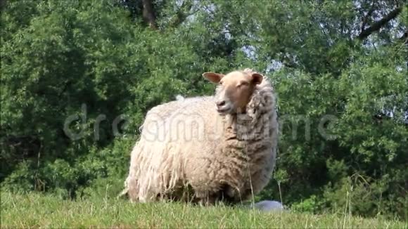 羊羊和她的羔羊视频的预览图