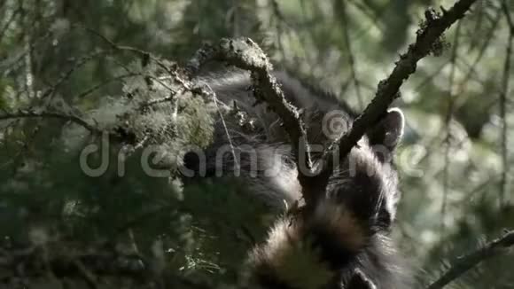 一只毛茸茸的小浣熊栖息在松树上视频的预览图