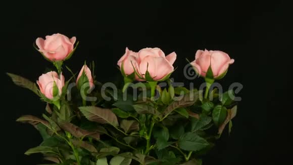 美丽精致的新鲜盛开的玫瑰花蕾在花盆里喷着水滴在黑色的背景上视频的预览图