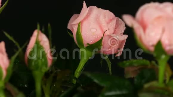美丽精致的新鲜盛开的玫瑰花蕾在花盆里喷着水滴在黑色的背景上视频的预览图