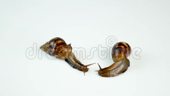两只阿哈蒂娜的蜗牛在白色的背景上爬行一个转身离开另一个美容医学宠物视频的预览图