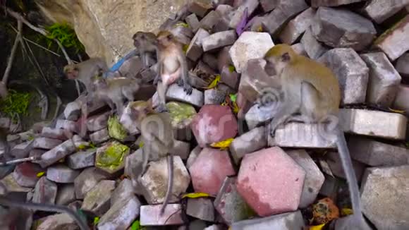 马来西亚公园4K有很多猴子在石头上视频的预览图