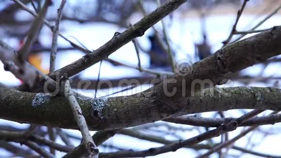 冬寒时节浓密的老树枝摇曳视频的预览图