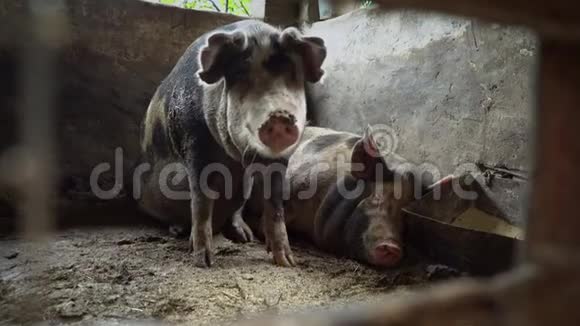 两只猪在猪圈里一头斑斑的猪躺在猪圈里肮脏的地板上视频的预览图