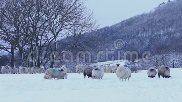 一群羊在雪地里吃草视频的预览图