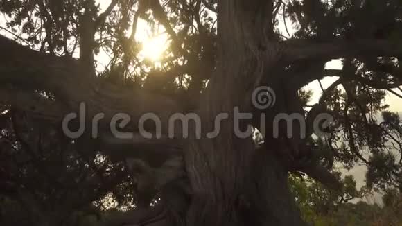 夕阳下的大树视频的预览图