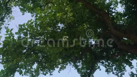 巨大郁金香树的底部景色视频的预览图