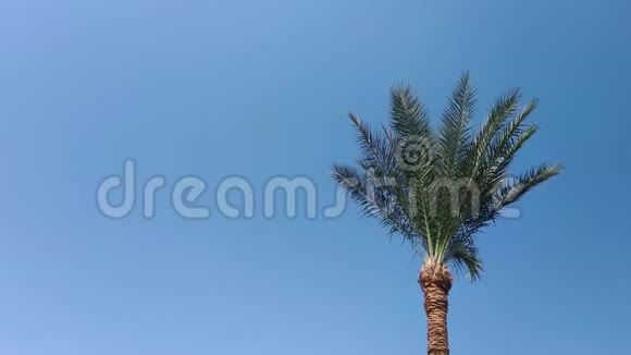 夏日晴空的棕榈树视频的预览图