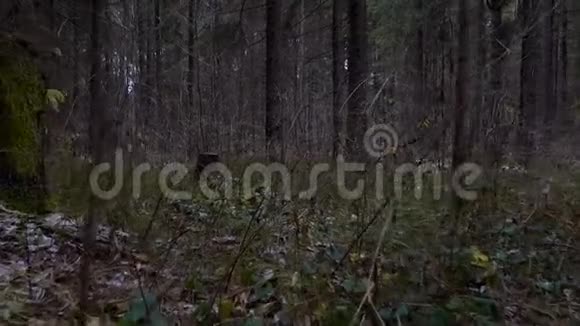 森林树桩周围的景色视频的预览图