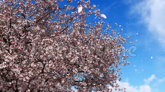 樱花樱花盛开慢莫4K视频的预览图