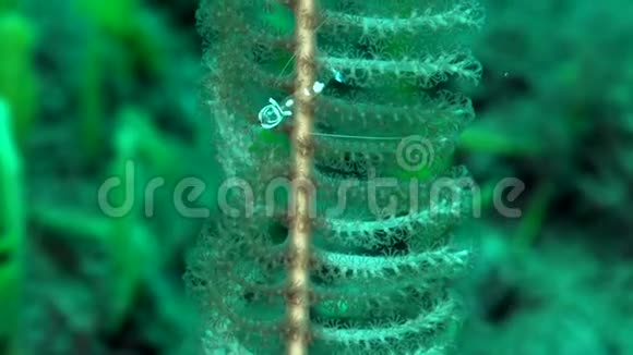 海葵虾sp1祖先sp在祖鲁海的沙上黄拉西斯海笔维古里亚海视频的预览图