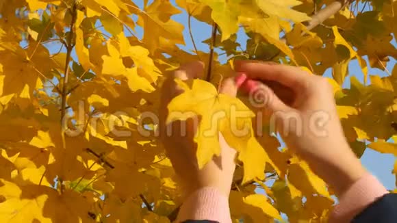 一个女孩正在秋天撕开黄叶特写秋天的主题视频的预览图