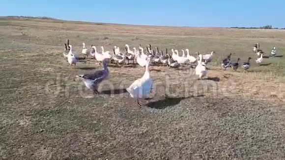 几只家鹅沿着绿草地散步鹅沿着草坪散步灰白色的鹅在散步视频的预览图