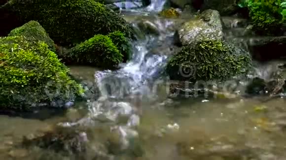 在斯洛文尼亚的比斯特雷希温特加流经茂密的绿色森林的山溪放大镜头视频的预览图