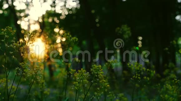 日落时的森林地板晚上在夏天的树林里视频的预览图