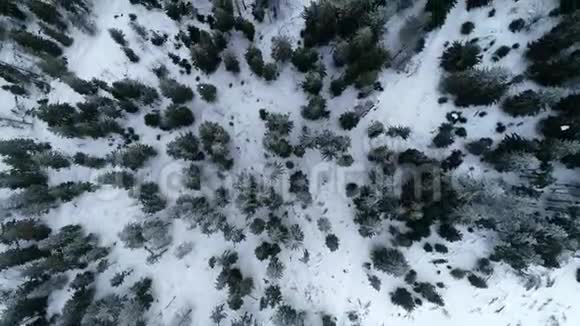 从上面看到针叶林茂密的针叶林顶部从空中看到松树和松树的冬季松林视频的预览图